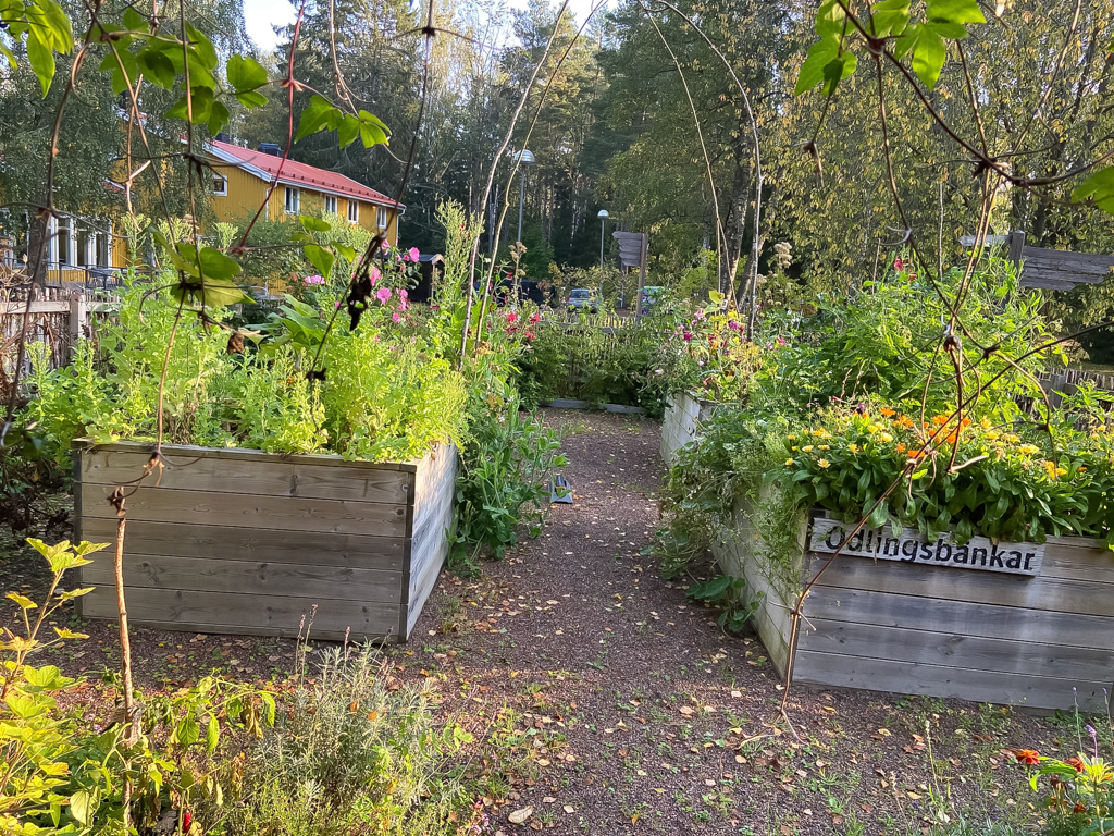 Odlingsbänkar fyllda med blommor och grönska i vår upplevelseträdgård.