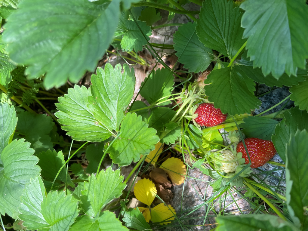 Smultronplantor med röda smultron bland gröna blad.