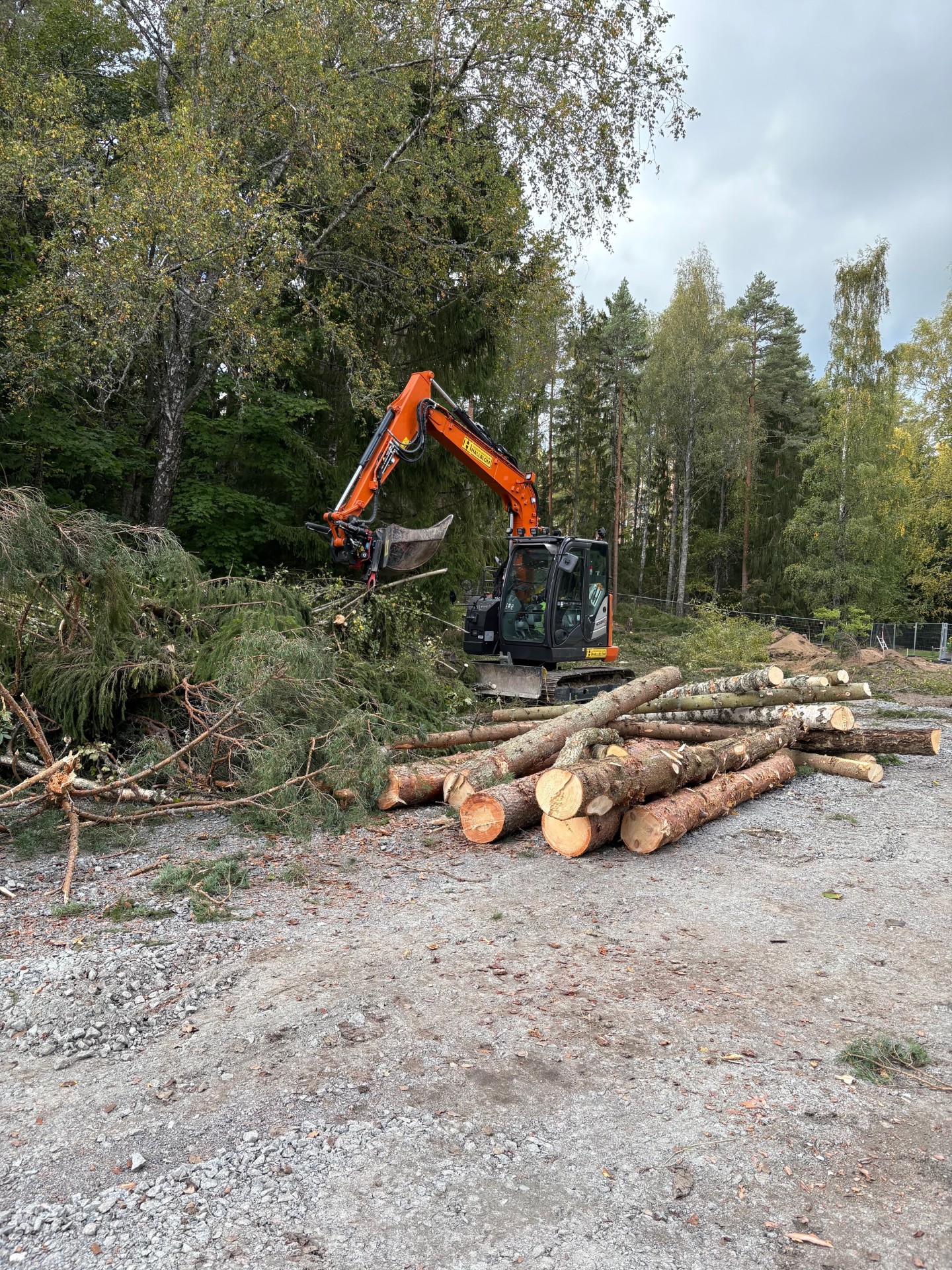 Markberedning och avverkning